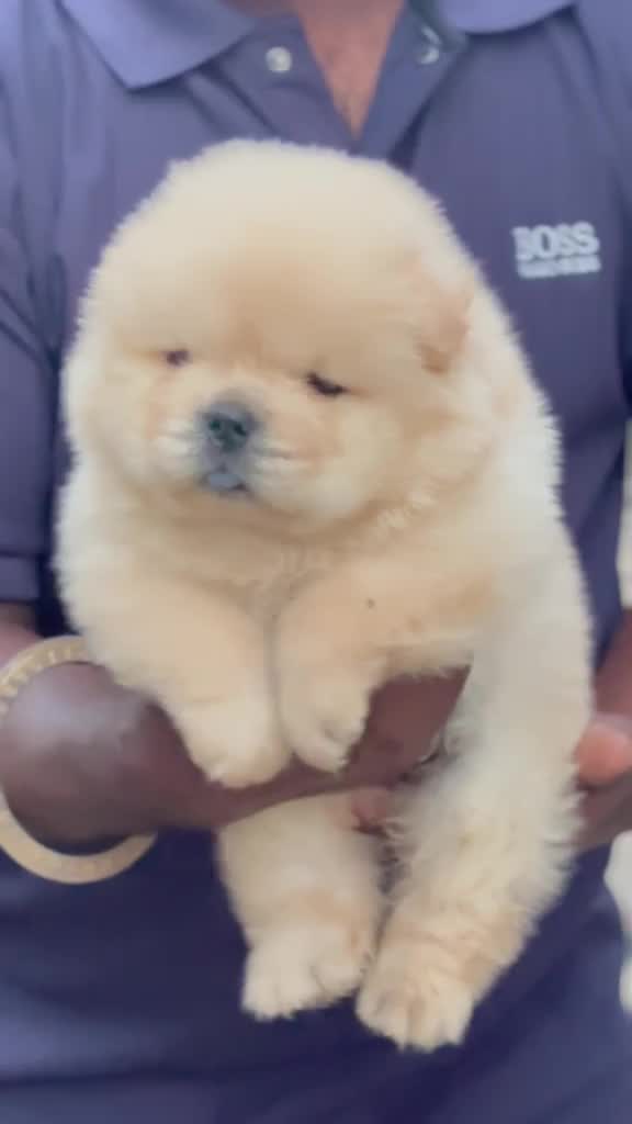 Chow Chow Puppies, farm video