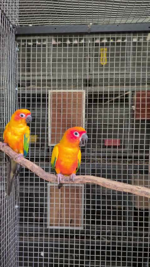 Sun Conure, farm video