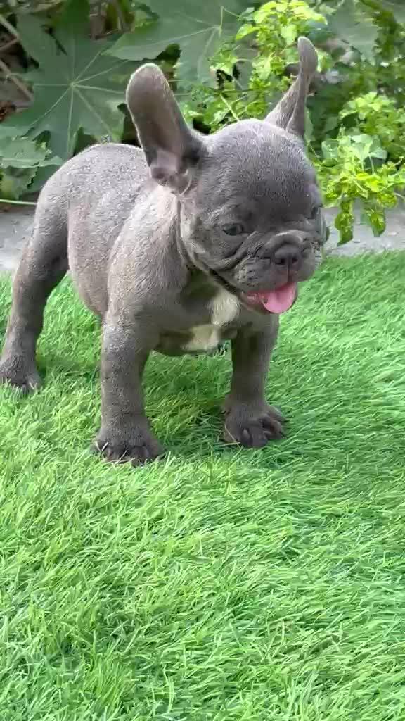 American Bull Dog | Pocket Size, farm video
