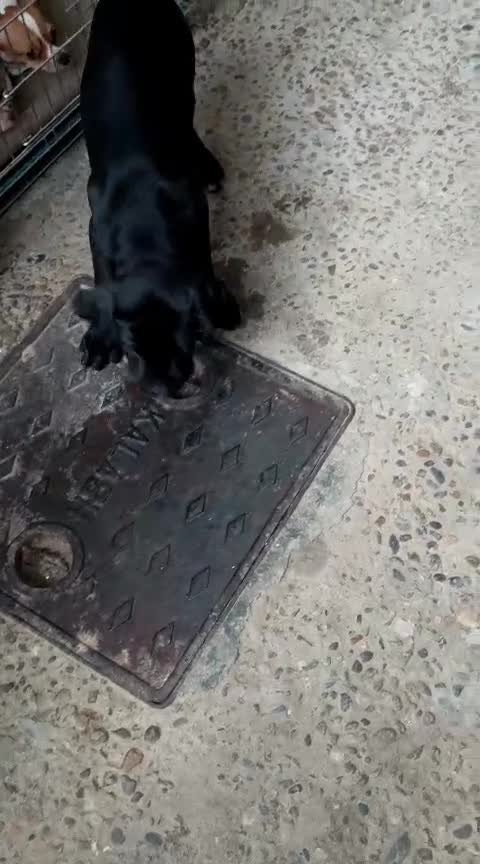 Cane Corso Puppy, farm video