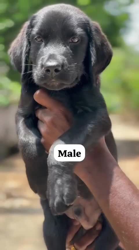 Beagle Black & Tan Puppy, farm video