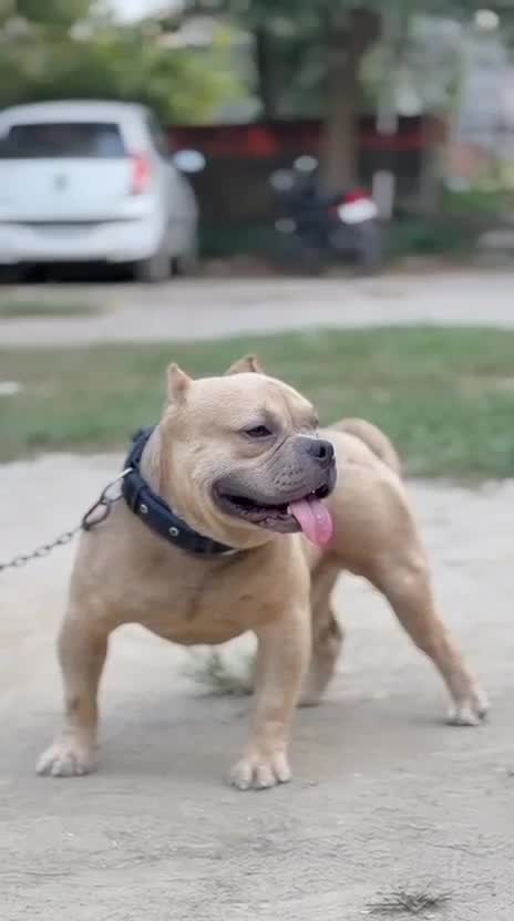 American Bully Pocket Size Puppy, farm video