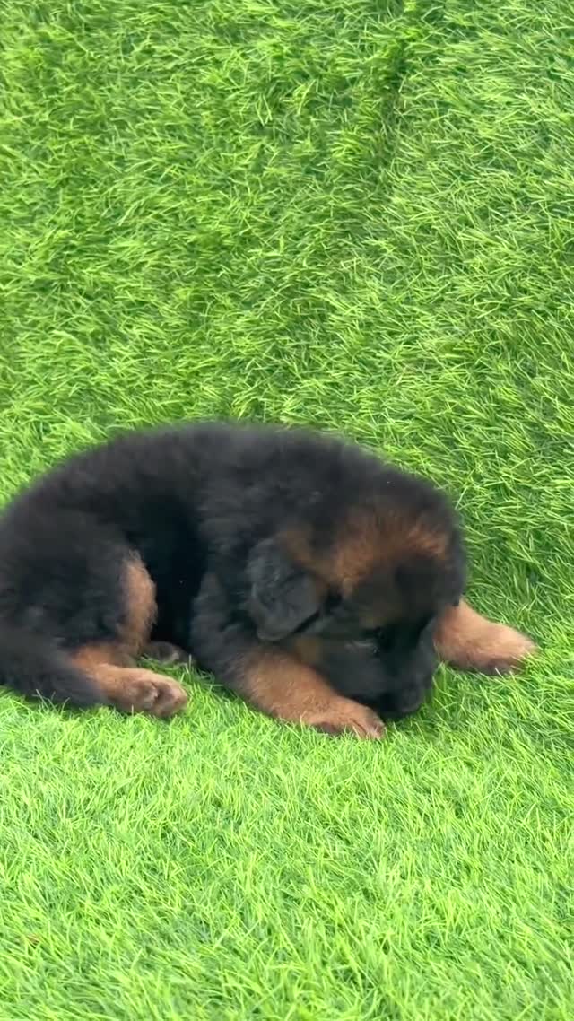 German Shepherd Puppy, farm video