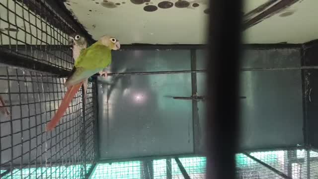 Pineapple Headed Conure, farm video