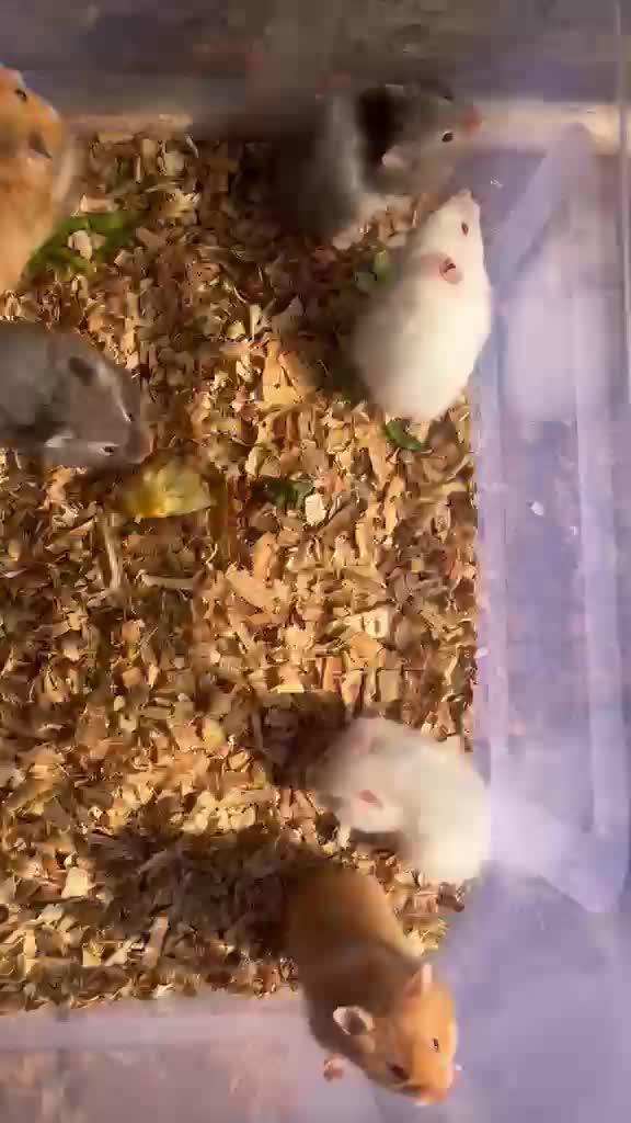 Dwarf Hamster Babies | Adults, farm video