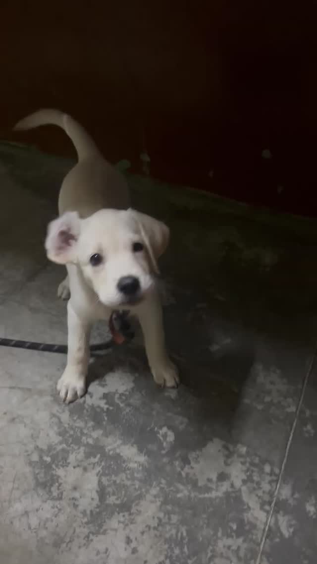 Beagle Black & Tan Puppy, farm video