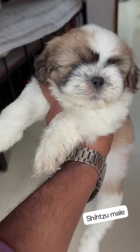 Shih Tzu | Black Color, farm video