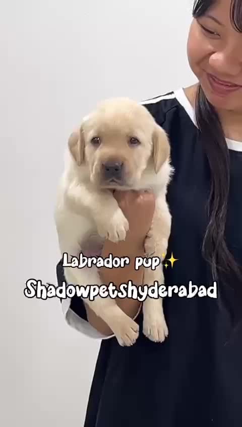 Beagle Black & Tan Puppy, farm video
