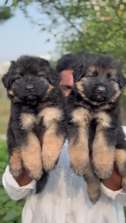 German Shepherd Puppy, farm video