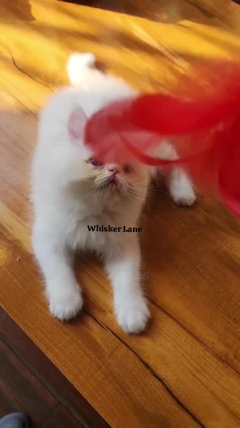 Persian, farm video
