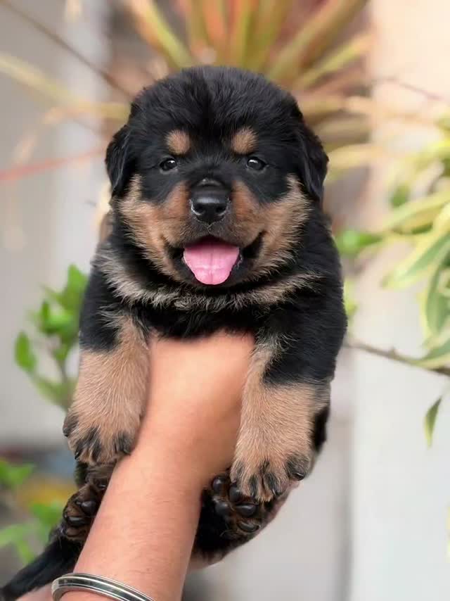 Rottweiler Puppy, farm video