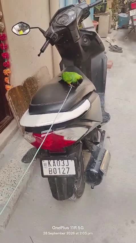 Nanday Conure, farm video