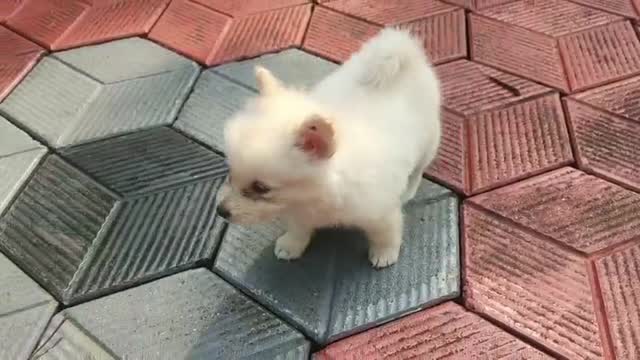 Culture Pom Puppy, farm video