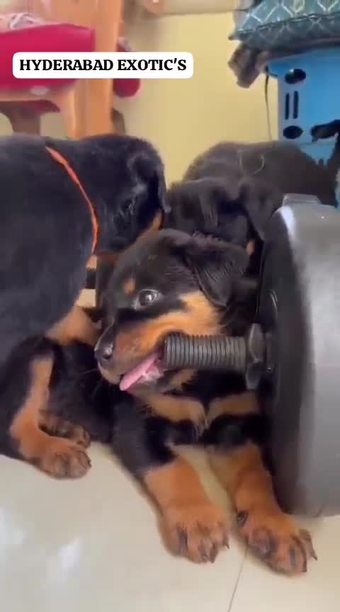 Rottweiler Puppy, farm video