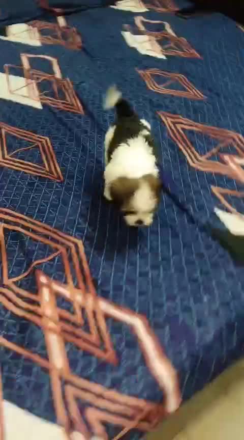 Shih Tzu | Black Color, farm video