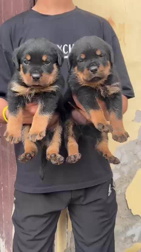 Beagle Black & Tan Puppy, farm video