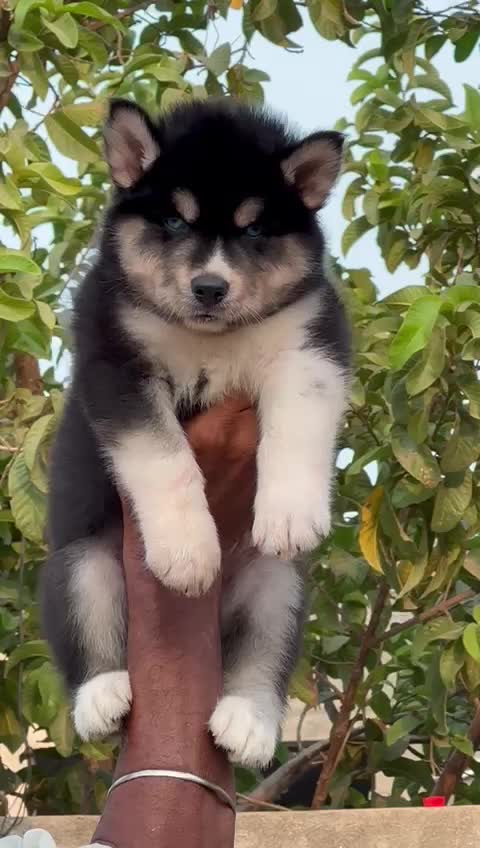 Siberian Husky Puppy | Black & White Color, farm video