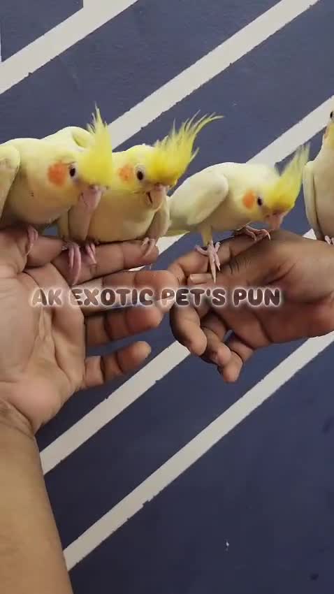 Cockatiel, farm video