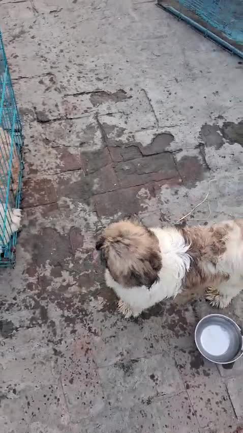 Shih Tzu | Black Color, farm video