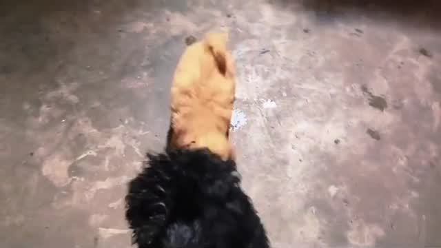 Standard Poodle Puppy, farm video