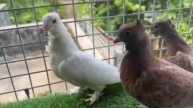 Chotiyal Pigeon, farm video