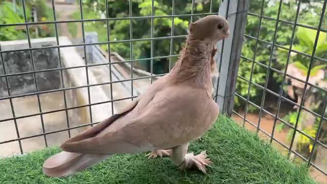 Chotiyal Pigeon, farm video