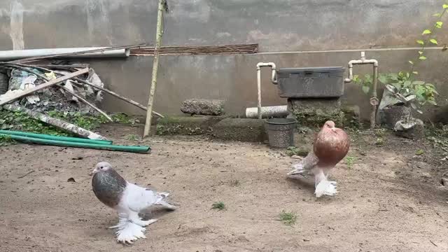 Culture Pom Puppy, farm video