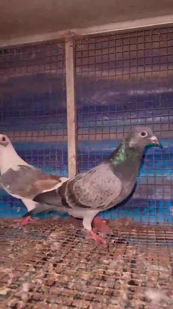 Chotiyal Pigeon, farm video