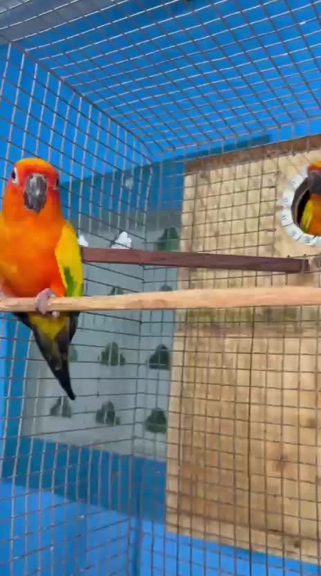 Sun Conure, farm video