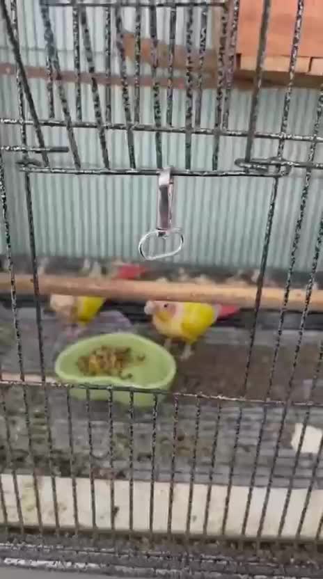 Small Cheek Conure, farm video