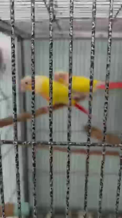 Small Cheek Conure, farm video