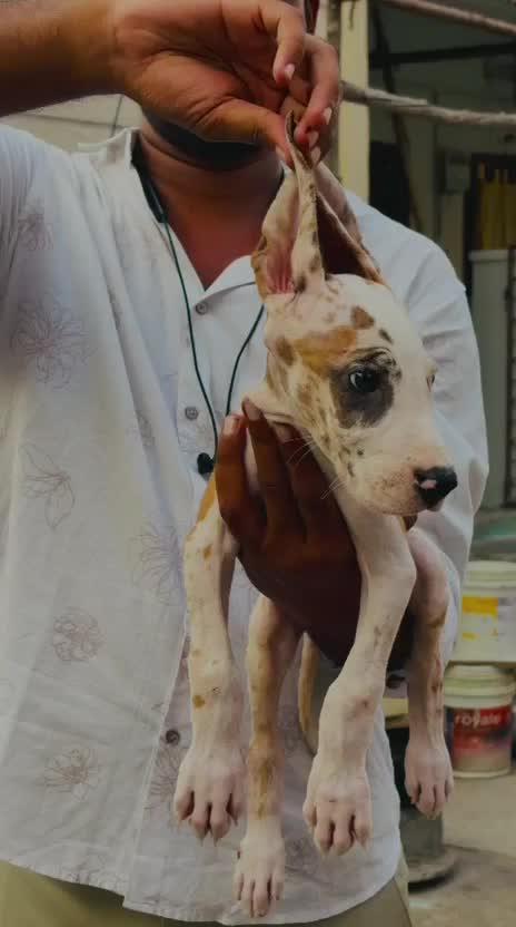 Great Dane Puppy, farm video