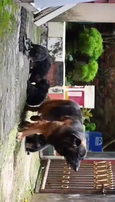 German Shepherd Puppy, farm video