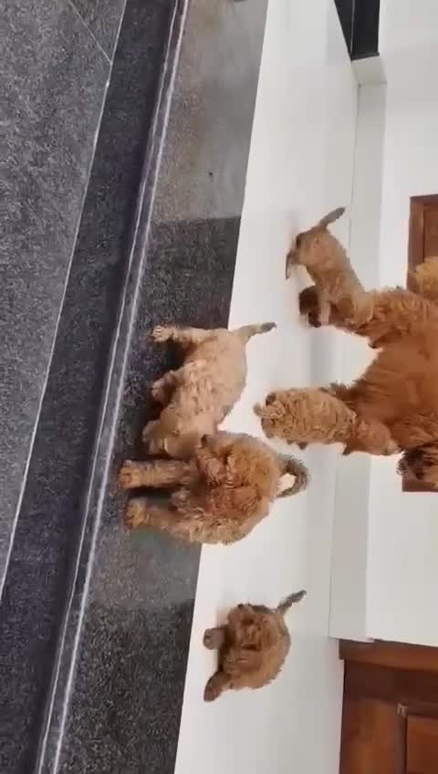 Standard Poodle Puppy, farm video