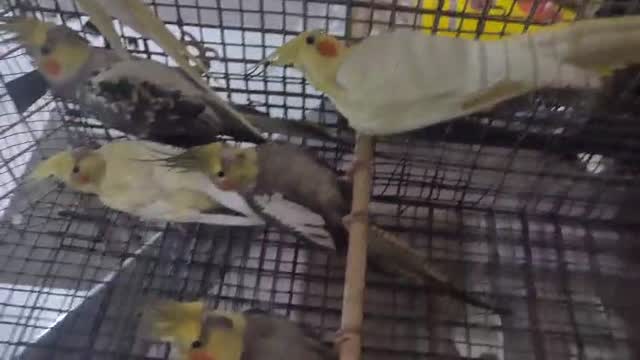 Cockatiel, farm video