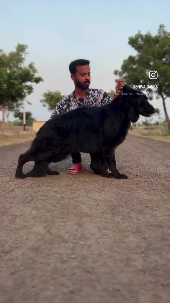 German Shepherd Puppy, farm video