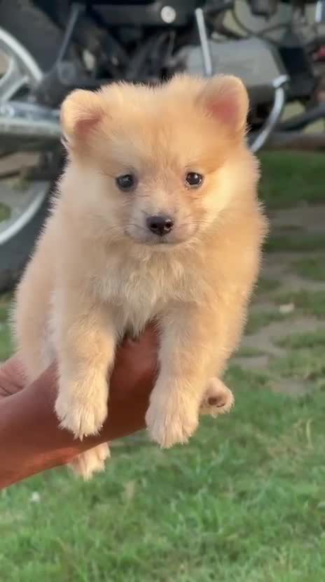 Pomeranian Puppy | Black Color, farm video