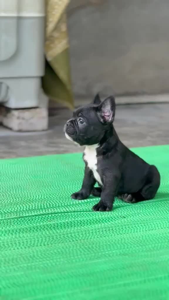 French Bulldog Puppy | Blue, farm video
