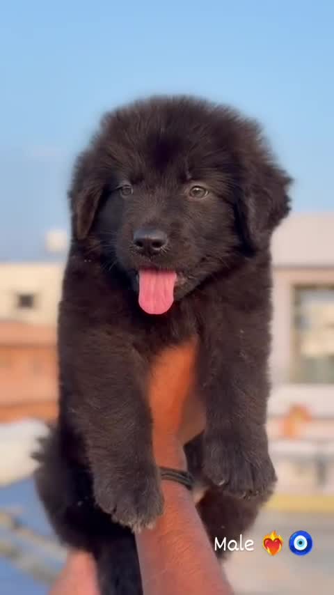 German Shepherd Puppy, farm video