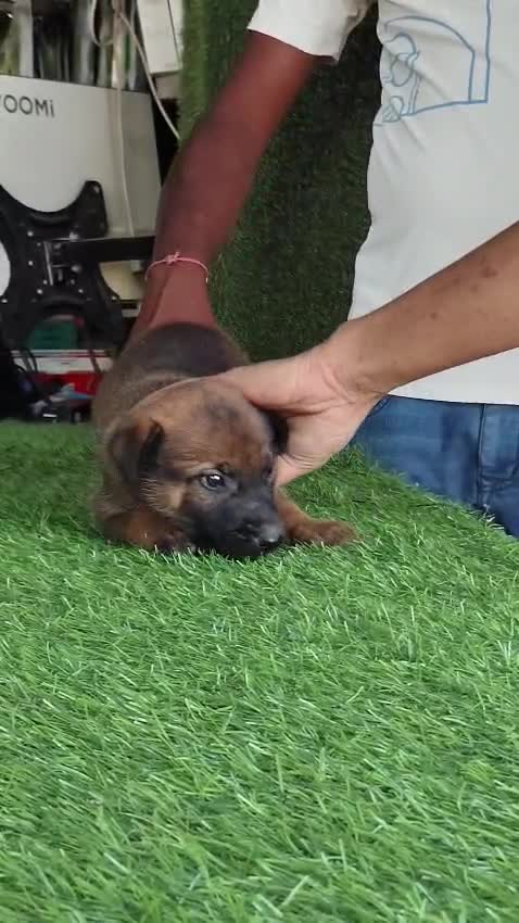 Belgian Malinois Puppy, farm video
