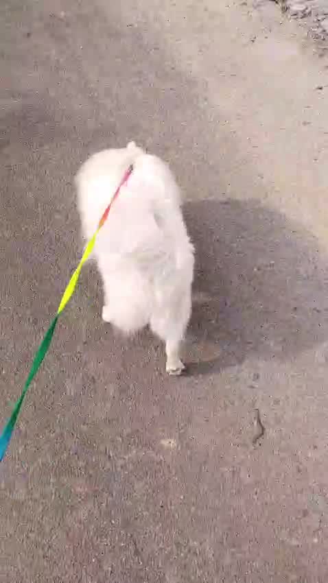 Culture Pom Puppy, farm video