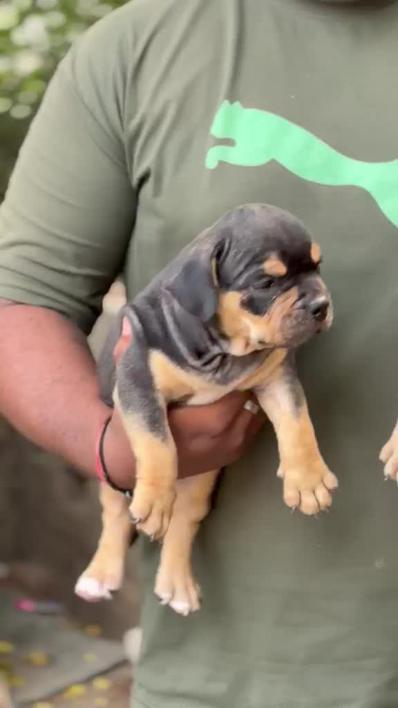 American Bully Pocket Size Puppy, farm video