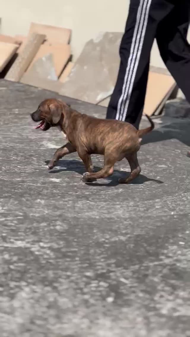 Pitbull Terrier Puppy, farm video