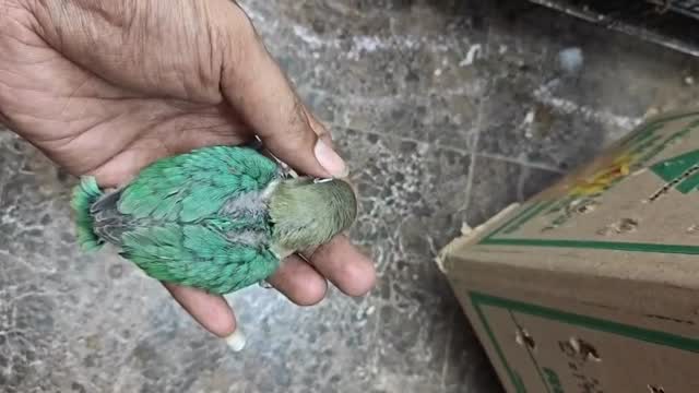 African Love Birds, farm video