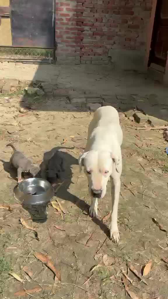 American Bully Pocket Size Puppy, farm video