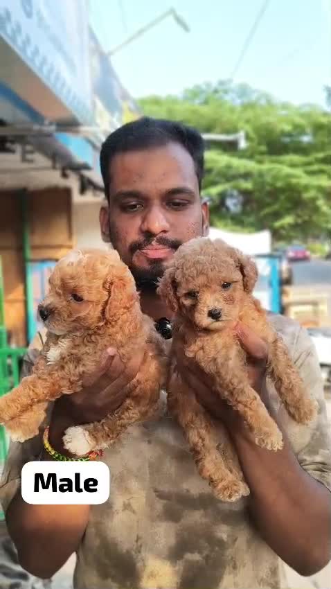 Standard Poodle Puppy, farm video