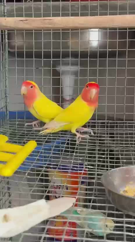 African Love Birds, farm video