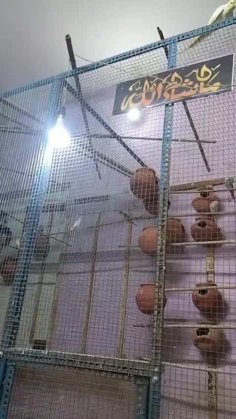 Cockatiel, farm video