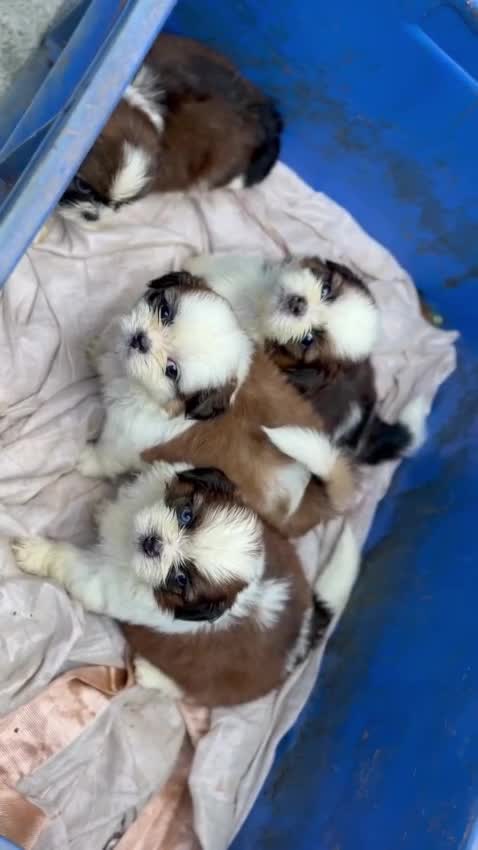 Shih Tzu | Black Color, farm video