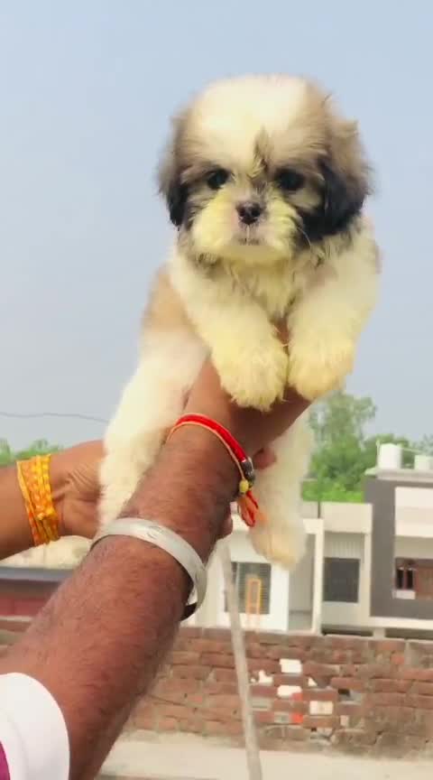 Shih Tzu | Black Color, farm video